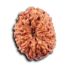 Load image into Gallery viewer, 11 Mukhi Indonesian Rudraksha - Bead No. 263

