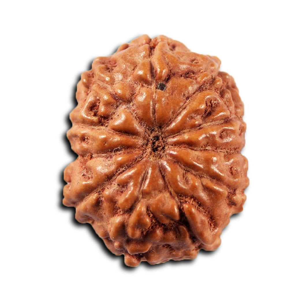 11 Mukhi Indonesian Rudraksha - Bead No. 266