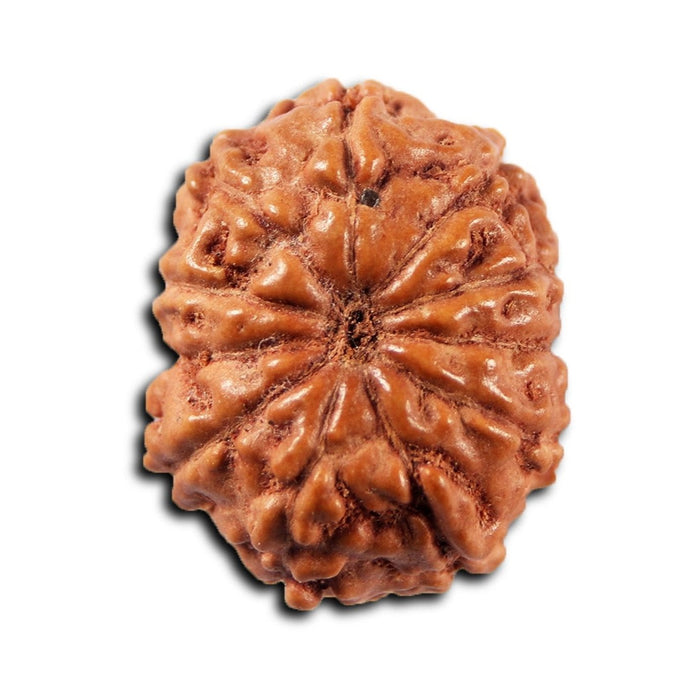 11 Mukhi Indonesian Rudraksha - Bead No. 266
