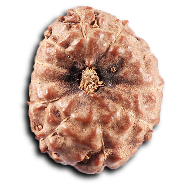 11 Mukhi Indonesian Rudraksha - Bead No. 270