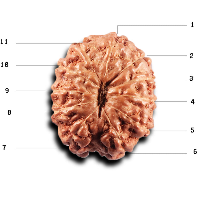 11 Mukhi Indonesian Rudraksha - Bead No.271