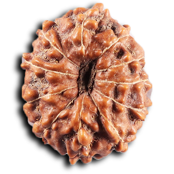 11 Mukhi Indonesian Rudraksha - Bead No. 272