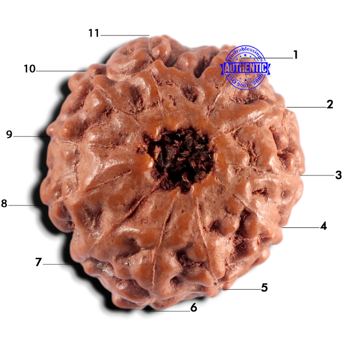 11 Mukhi Indonesian Rudraksha - Bead No. 275