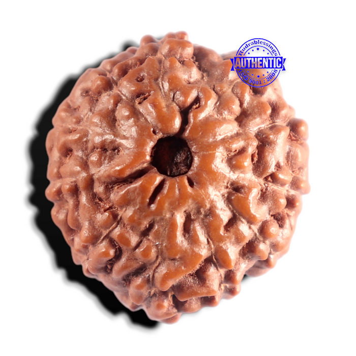 11 Mukhi Indonesian Rudraksha - Bead No. 275