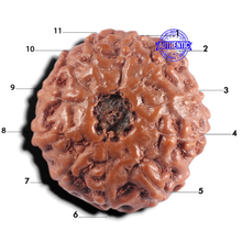 Load image into Gallery viewer, 11 Mukhi Indonesian Rudraksha - Bead No. 276

