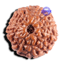 Load image into Gallery viewer, 11 Mukhi Indonesian Rudraksha - Bead No. 276
