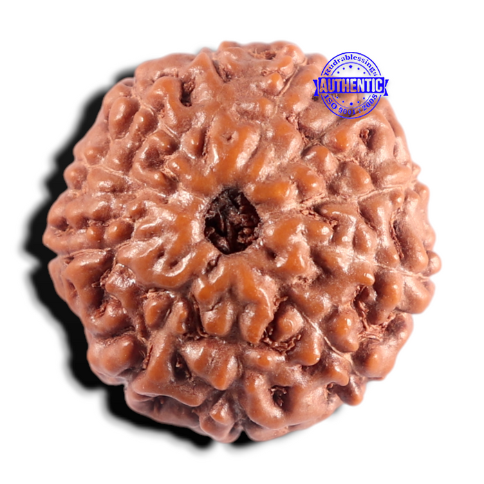 11 Mukhi Indonesian Rudraksha - Bead No. 276