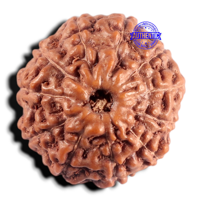 11 Mukhi Indonesian Rudraksha - Bead No. 277