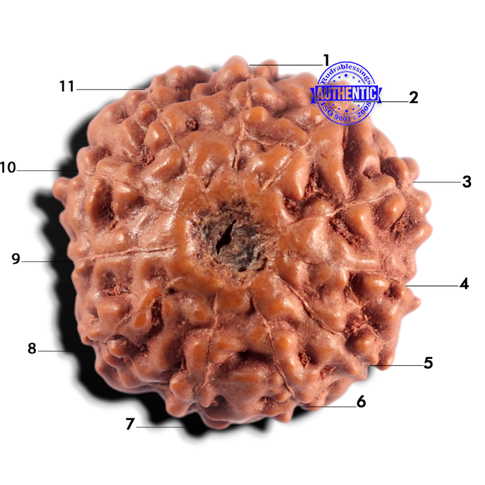 11 Mukhi Indonesian Rudraksha - Bead No. 278