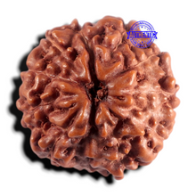 Load image into Gallery viewer, 11 Mukhi Indonesian Rudraksha - Bead No. 278
