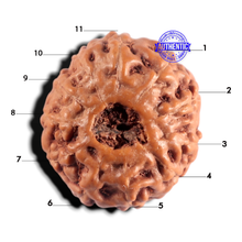 Load image into Gallery viewer, 11 Mukhi Indonesian Rudraksha - Bead No. 279
