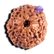 Load image into Gallery viewer, 11 Mukhi Indonesian Rudraksha - Bead No. 279

