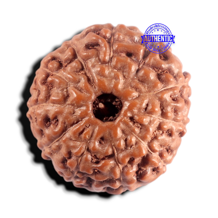 11 Mukhi Indonesian Rudraksha - Bead No. 280