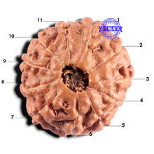 Load image into Gallery viewer, 11 Mukhi Indonesian Rudraksha - Bead No. 281
