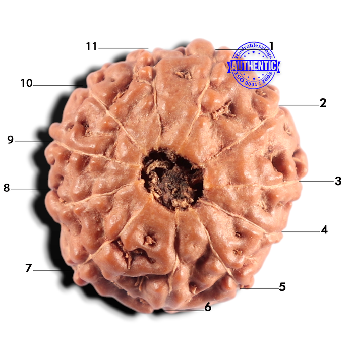 11 Mukhi Indonesian Rudraksha - Bead No. 281