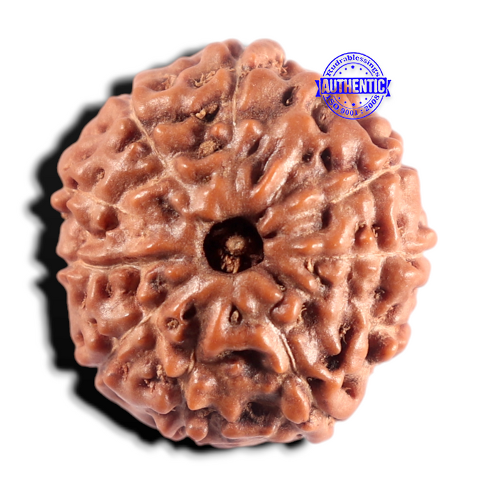 11 Mukhi Indonesian Rudraksha - Bead No. 281