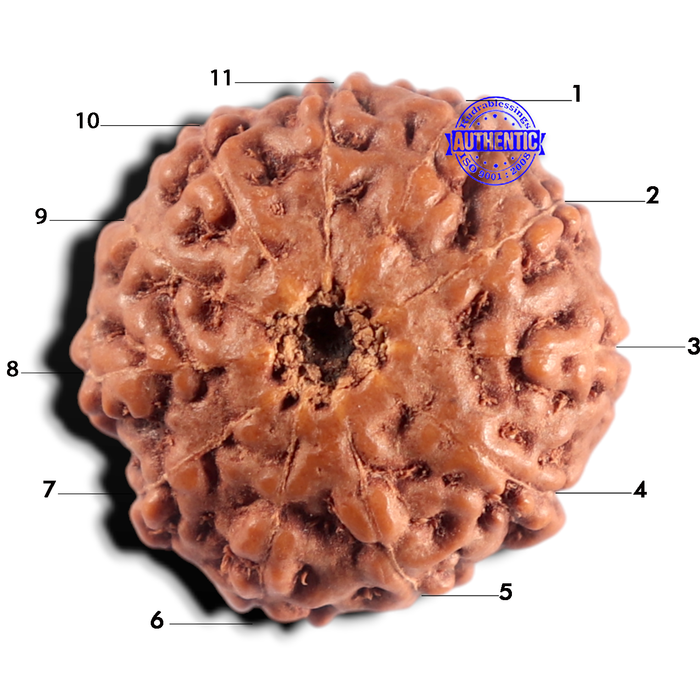 11 Mukhi Indonesian Rudraksha - Bead No. 283