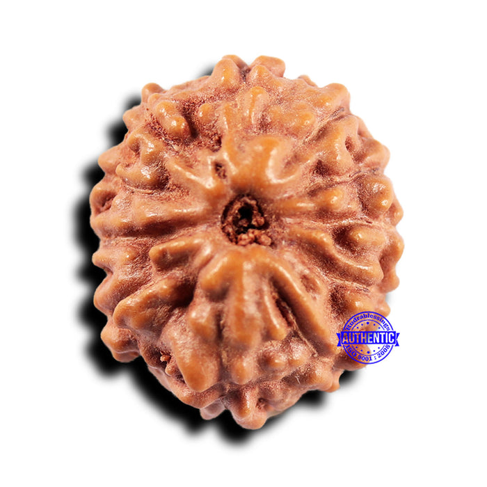 11 Mukhi Indonesian Rudraksha - Bead No.227