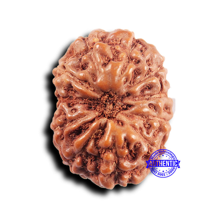 11 Mukhi Indonesian Rudraksha - Bead No.239