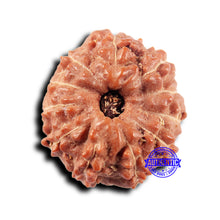 Load image into Gallery viewer, 11 Mukhi Indonesian Rudraksha - Bead No. 249
