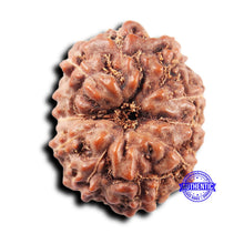 Load image into Gallery viewer, 11 Mukhi Indonesian Rudraksha - Bead No. 250
