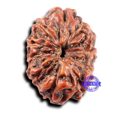 Load image into Gallery viewer, 11 Mukhi Indonesian Rudraksha - Bead No. 251
