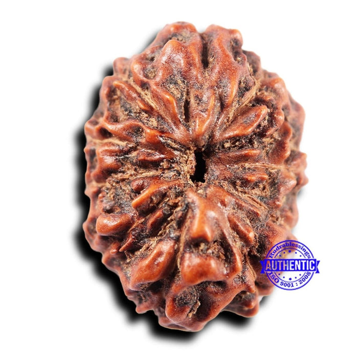 11 Mukhi Indonesian Rudraksha - Bead No. 251