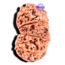 Load image into Gallery viewer, 11 Mukhi Gaurishankar Nepalese Rudraksha - Bead No. 285
