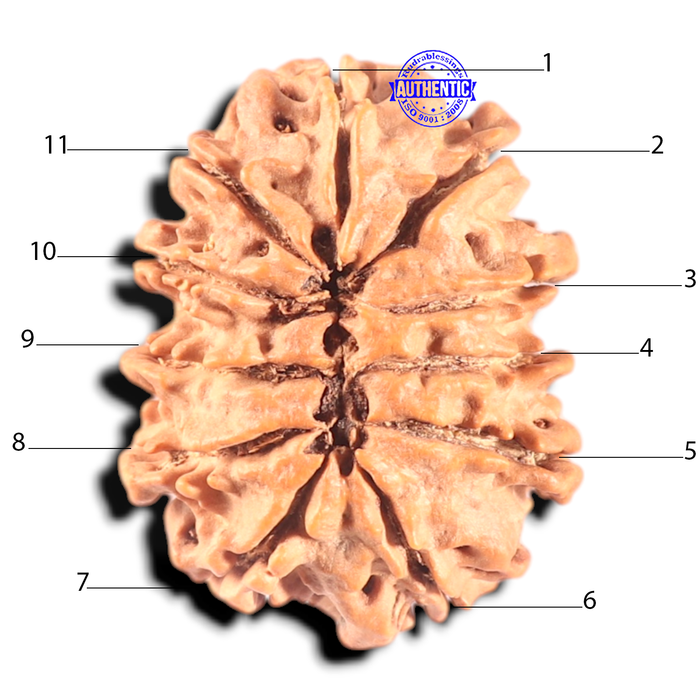 11 Mukhi Nepalese Rudraksha - Bead No. 361