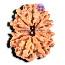 Load image into Gallery viewer, 11 Mukhi Nepalese Rudraksha - Bead No. 361
