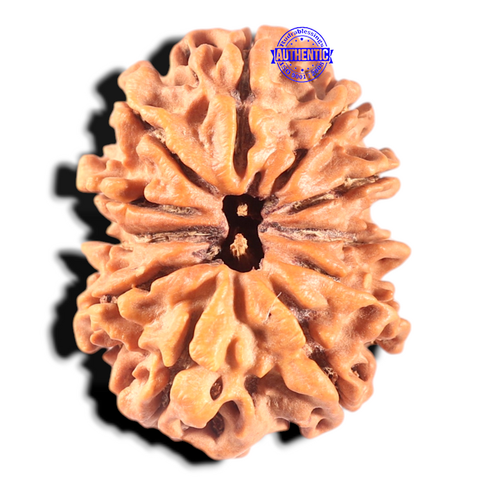11 Mukhi Nepalese Rudraksha - Bead No. 361