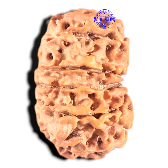 11 Mukhi Nepalese Rudraksha - Bead No. 361