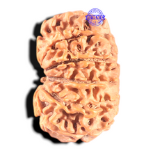 Load image into Gallery viewer, 11 Mukhi Nepalese Rudraksha - Bead No. 361
