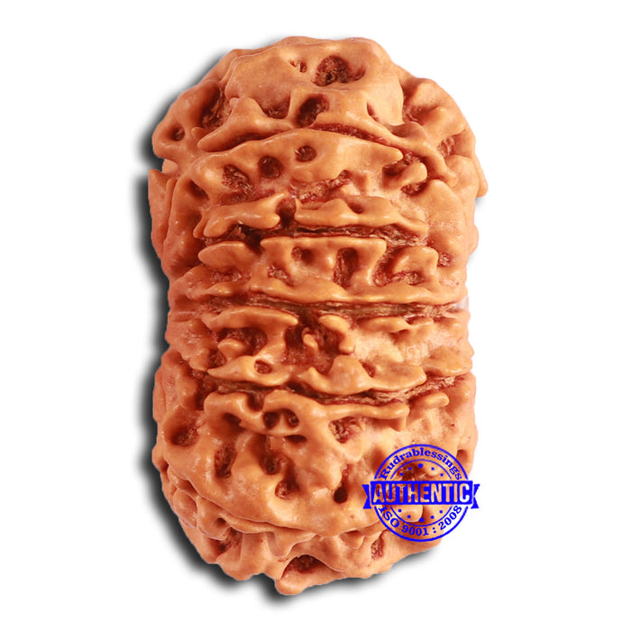 11 Mukhi Nepalese Rudraksha - Bead No. 366