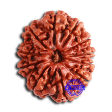 Load image into Gallery viewer, 11 Mukhi Nepalese Rudraksha - Bead No. 367
