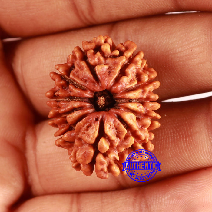 11 Mukhi Nepalese Rudraksha - Bead No. 369