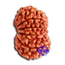Load image into Gallery viewer, 11 Mukhi Nepalese Rudraksha - Bead No. 369
