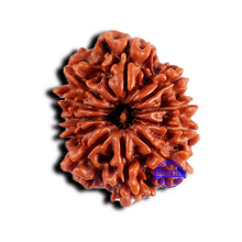 Load image into Gallery viewer, 11 Mukhi Nepalese Rudraksha - Bead No. 374

