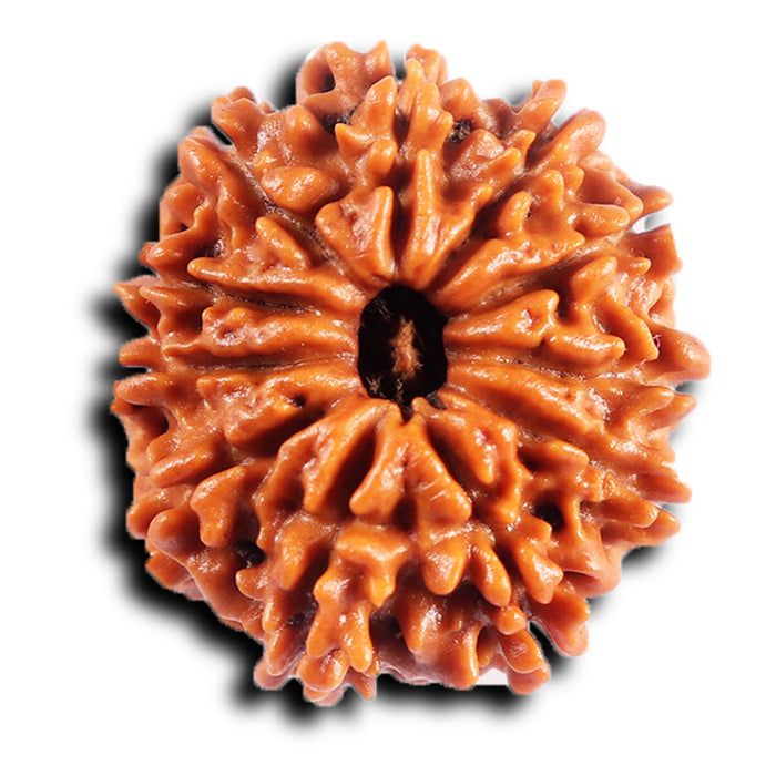 11 Mukhi Nepalese Rudraksha - Bead No. 386