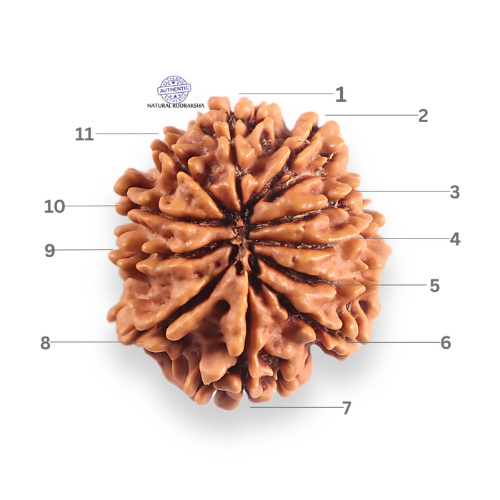 11 Mukhi Nepalese Rudraksha - Bead No. 397