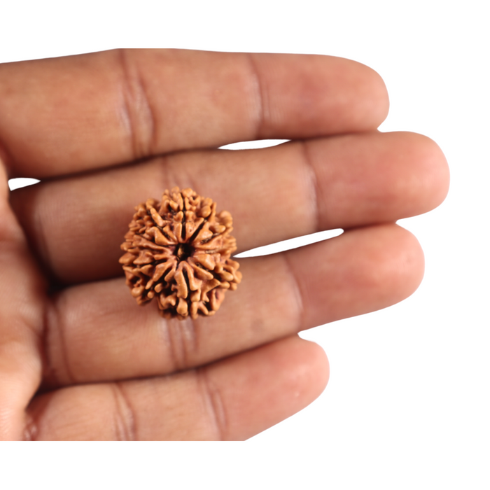 11 Mukhi Nepalese Rudraksha - Bead No. 397