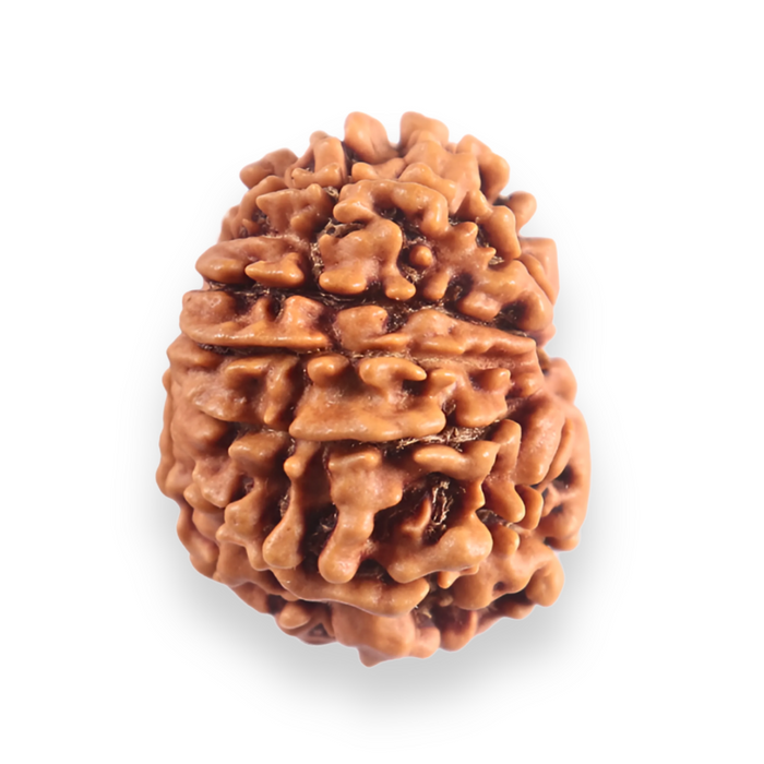 11 Mukhi Nepalese Rudraksha - Bead No. 397