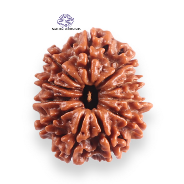 11 Mukhi Nepalese Rudraksha - Bead No. 398