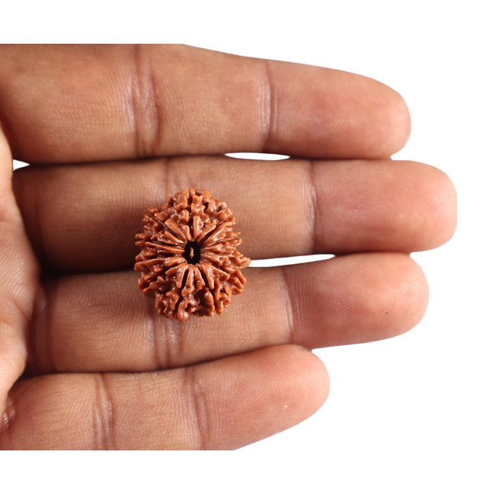 11 Mukhi Nepalese Rudraksha - Bead No. 398