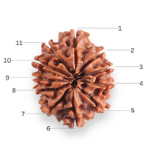 Load image into Gallery viewer, 11 Mukhi Nepalese Rudraksha - Bead No. 399

