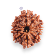 Load image into Gallery viewer, 11 Mukhi Nepalese Rudraksha - Bead No. 399

