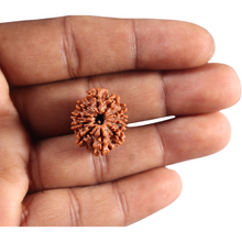 Load image into Gallery viewer, 11 Mukhi Nepalese Rudraksha - Bead No. 399
