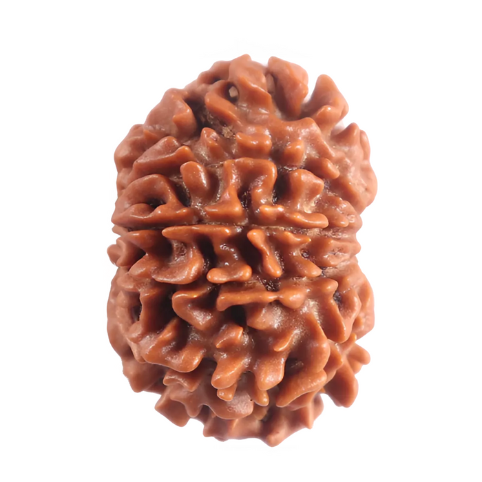 11 Mukhi Nepalese Rudraksha - Bead No. 399