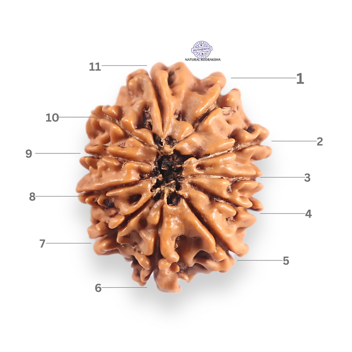 11 Mukhi Nepalese Rudraksha - Bead No.400