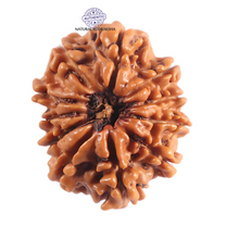 Load image into Gallery viewer, 11 Mukhi Nepalese Rudraksha - Bead No.400
